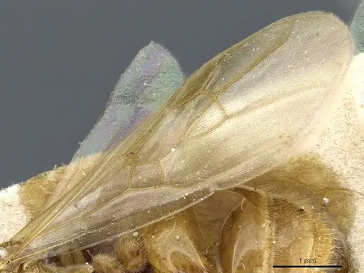 Aphaenogaster sangiorgii - CASENT0904171