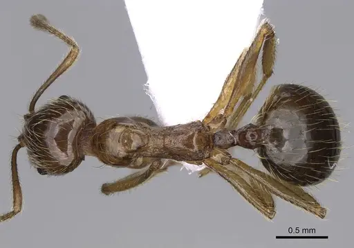 Aphaenogaster sangiorgii - CASENT0914232