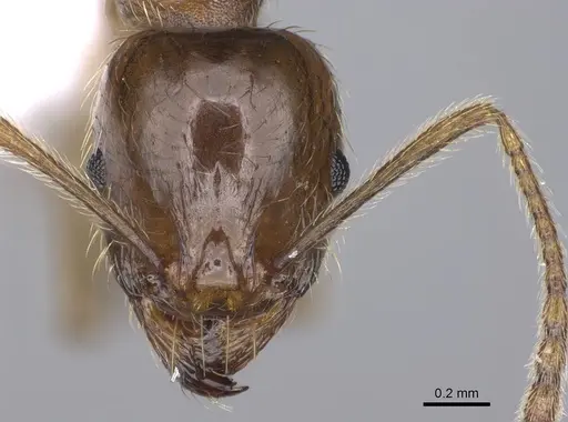 Aphaenogaster sangiorgii - CASENT0914232