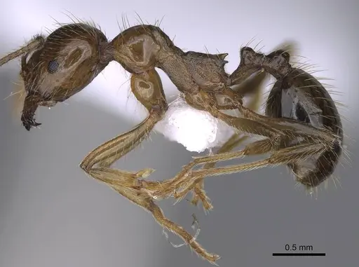 Aphaenogaster sangiorgii - CASENT0914232