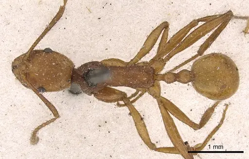 Aphaenogaster sardoa specimen