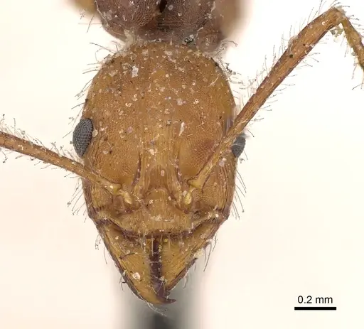 Aphaenogaster sardoa specimen