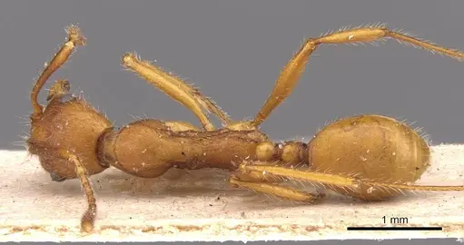 Aphaenogaster sardoa - CASENT0907702