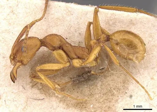 Aphaenogaster sardoa - CASENT0907702