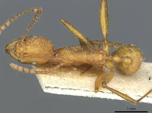 Aphaenogaster sardoa - CASENT0913123