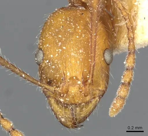 Aphaenogaster sardoa - CASENT0913123