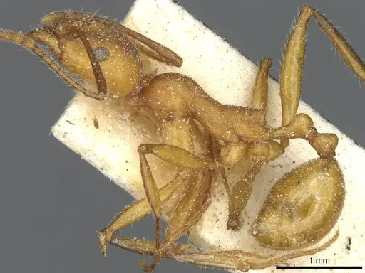 Aphaenogaster sardoa - CASENT0913123