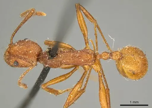 Aphaenogaster sardoa - CASENT0916080