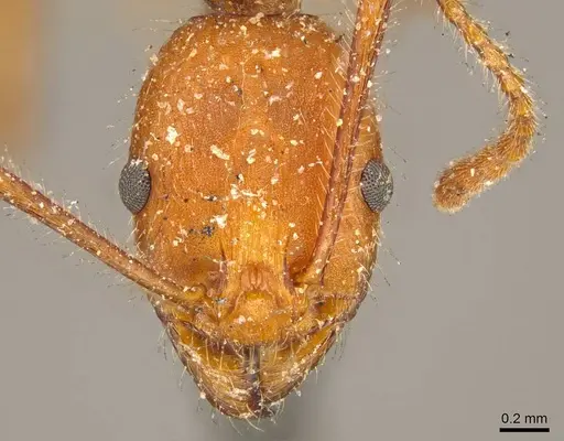 Aphaenogaster sardoa - CASENT0916080