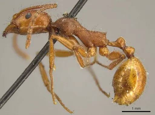 Aphaenogaster sardoa - CASENT0916080