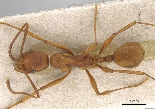 Aphaenogaster sardoa - CASENT0922214