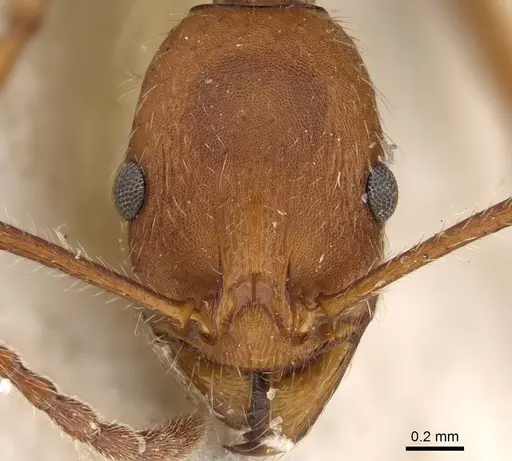 Aphaenogaster sardoa - CASENT0922214