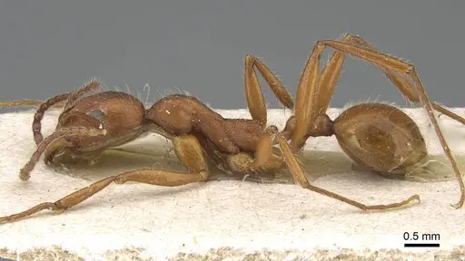 Aphaenogaster sardoa - CASENT0922214