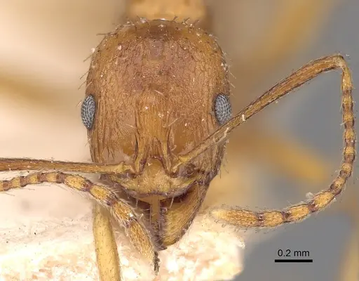 Aphaenogaster schmitzi specimen