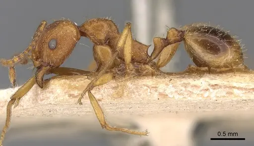 Aphaenogaster schmitzi specimen