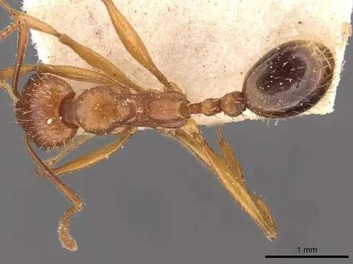 Aphaenogaster schmitzi - CASENT0907699