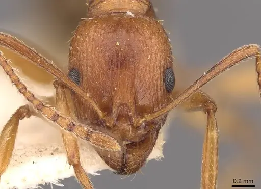 Aphaenogaster schmitzi - CASENT0907699