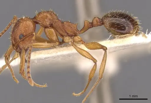 Aphaenogaster schmitzi - CASENT0907699