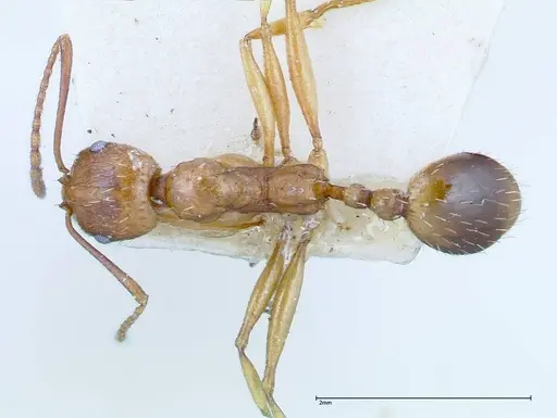 Aphaenogaster schmitzi - FOCOL0213