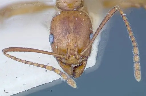 Aphaenogaster schmitzi - FOCOL0213
