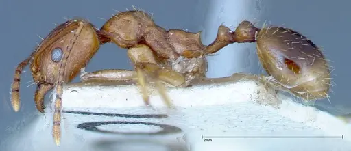 Aphaenogaster schmitzi - FOCOL0213