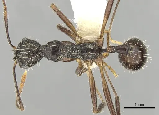 Aphaenogaster schurri specimen