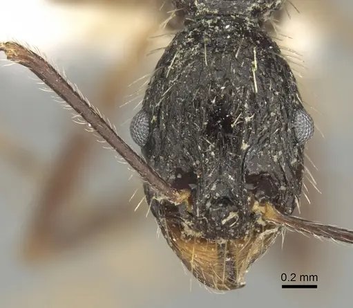 Aphaenogaster schurri specimen
