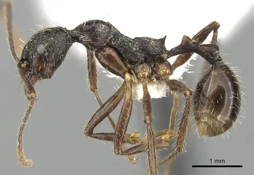 Aphaenogaster schurri specimen