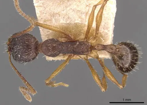 Aphaenogaster schurri - CASENT0907695