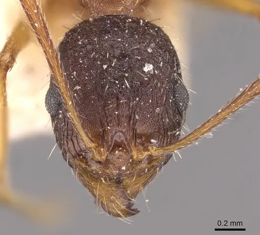 Aphaenogaster schurri - CASENT0907695