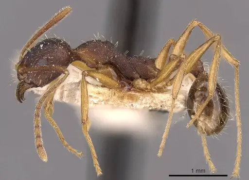 Aphaenogaster schurri - CASENT0907695