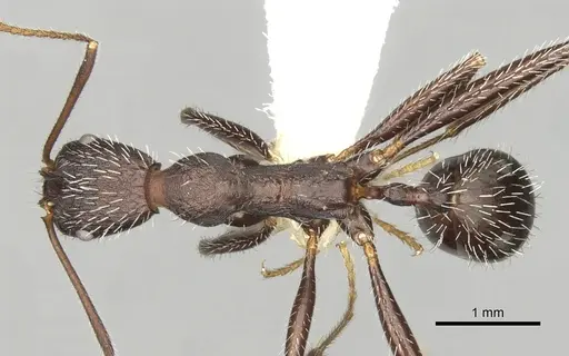 Aphaenogaster semipolita specimen