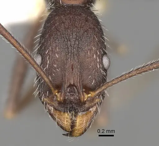 Aphaenogaster semipolita specimen