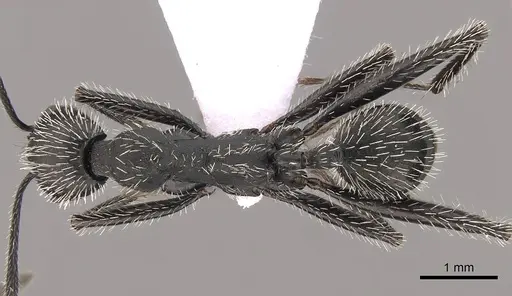 Aphaenogaster senilis specimen