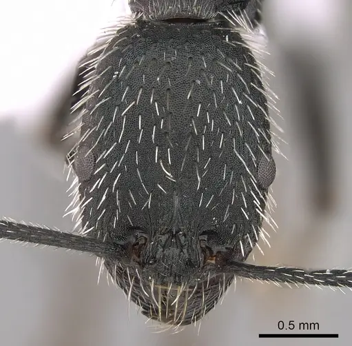 Aphaenogaster senilis specimen