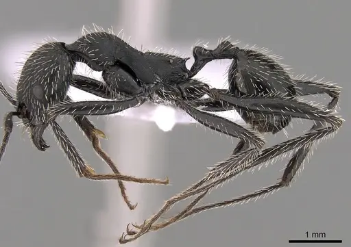 Aphaenogaster senilis specimen