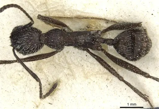 Aphaenogaster senilis - CASENT0913124