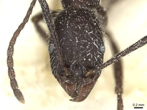 Aphaenogaster senilis - CASENT0913124