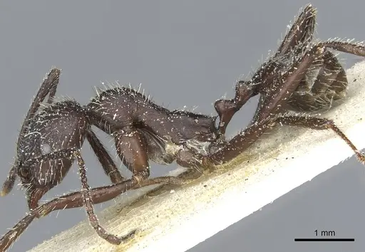 Aphaenogaster senilis - CASENT0913124