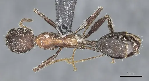 Aphaenogaster senilis - CASENT0913125