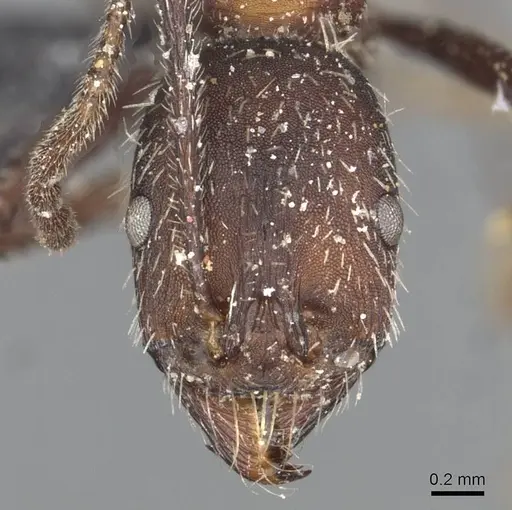 Aphaenogaster senilis - CASENT0913125