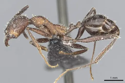 Aphaenogaster senilis - CASENT0913125