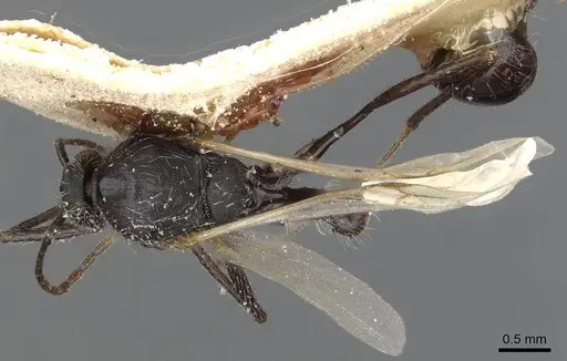 Aphaenogaster senilis - CASENT0913126