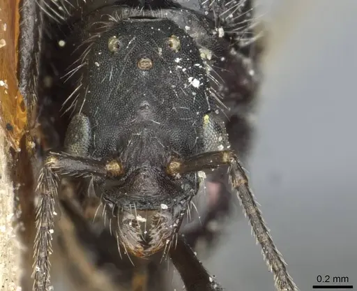 Aphaenogaster senilis - CASENT0913126