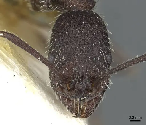Aphaenogaster senilis - CASENT0913127