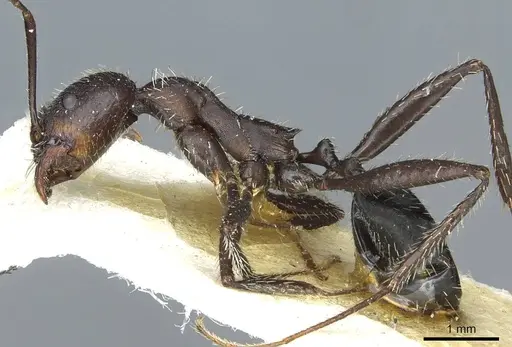 Aphaenogaster senilis - CASENT0913127
