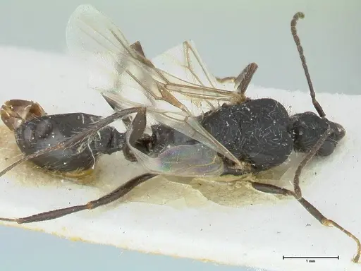 Aphaenogaster senilis - FOCOL1238