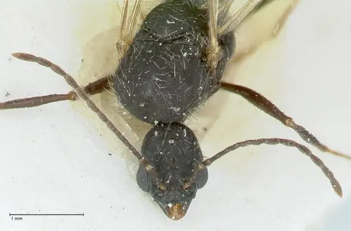 Aphaenogaster senilis - FOCOL1238