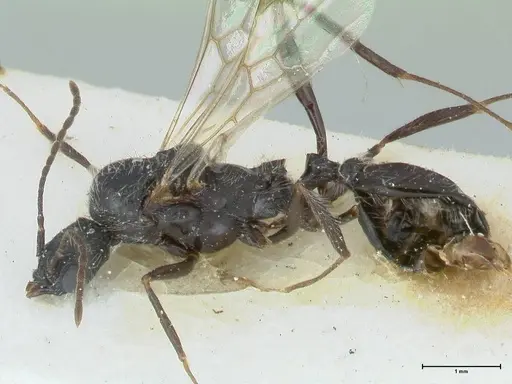 Aphaenogaster senilis - FOCOL1238