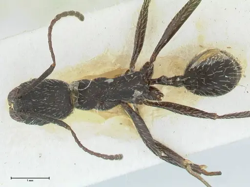 Aphaenogaster senilis - FOCOL1239